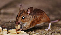 24 Hour & Emergency Exterminators in Williams Junction, AR